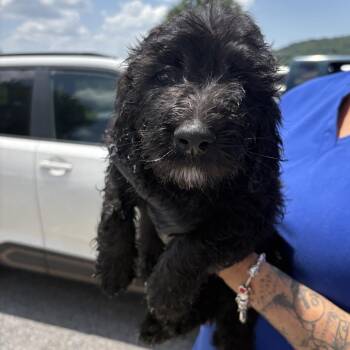 Betty -  Poodle and Sheep Dog Dog for Adoption in Jefferson City, Tennessee - Betty | PetCurious