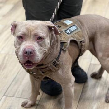 Bruce -  Pit Bull Terrier Dog for Adoption in Newark, New Jersey - Bruce | PetCurious