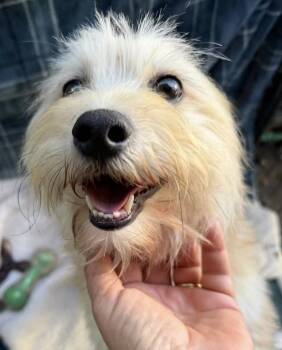 Honey -  Mixed Breed Dog for Adoption in Larkfield-wikiup, California - Honey | PetCurious
