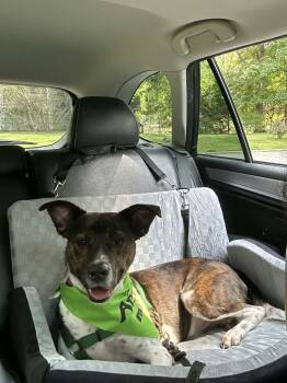 Coquito (Foster or Adopter needed!) -  Terrier and Pointer Dog for Adoption in Westwood, New Jersey - Coquito (Foster Or Adopter Needed!) | PetCurious