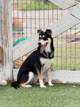 Dixie -  Shepherd and Mixed Breed Dog for Adoption in Fort Worth, Texas - Dixie | PetCurious