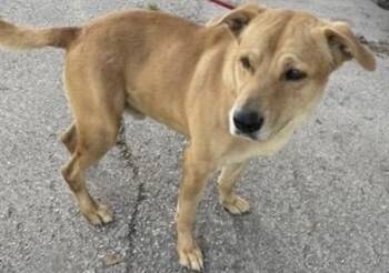 Labrador Retriever Dogs Available for Adoption in Houston, Texas - CAMPION | PetCurious