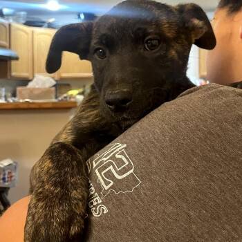 Quesadilla -  Australian Cattle Dog Blue Heeler and Pit Bull Terrier Dog for Adoption in Tacoma, Washington - Quesadilla | PetCurious