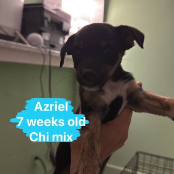 Rescue Chihuahua Dogs for Adoption in Tampa, Florida - Azriel | PetCurious