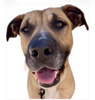 Sploot -  Mixed Breed Dog Available for Adoption in Wilsall, Montana - Sploot | PetCurious