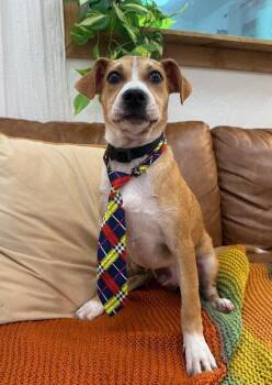 Boxer and Pit Bull Terrier Dogs Available for Adoption in Friendswood, Texas - Buster Sweets | PetCurious