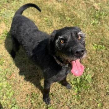 Poppy -  Mixed Breed Dog for Adoption in Erie, Pennsylvania - Poppy | PetCurious