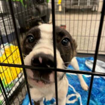 Meredith -  Mixed Breed Dog for Adoption in Jeffersonville, Indiana - Meredith | PetCurious