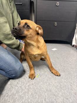 Reeses -  Pug Dog for Adoption in Las Vegas, New Mexico - Reeses | PetCurious