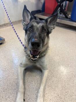 Riddick -  Mixed Breed Dog for Adoption in New York, New York - Riddick | PetCurious