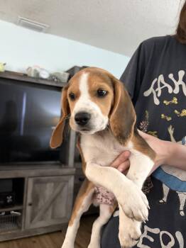 Davenport Pup Clay -  Beagle Dog for Adoption in Odessa, Florida - Davenport Pup Clay | PetCurious