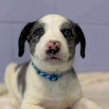 Australian Shepherd Dogs Available for Adoption in Bardstown, Kentucky - Frank Sinatra | PetCurious