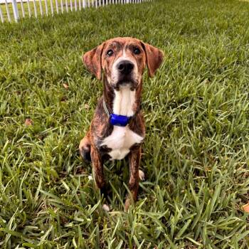 Paco -  Mixed Breed Dog for Adoption in Juno Beach, Florida - Paco | PetCurious