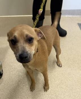 Titan -  Mixed Breed Dog for Adoption in Harbor Springs, Michigan - Titan | PetCurious