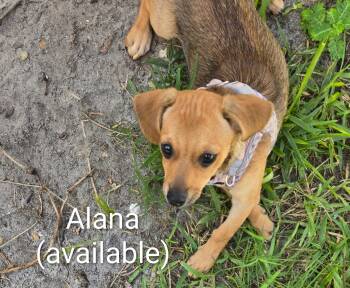 Alana -  Chihuahua Dog for Adoption in Cape Coral, Florida - Alana | PetCurious