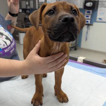 Junni -  Mixed Breed Dog for Adoption in Indianapolis, Indiana - Junni | PetCurious