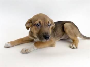 Labrador Retriever and Mixed Breed Dogs Available for Adoption in Brentwood, Missouri - SAGE | PetCurious