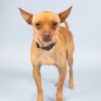 Chihuahua Dogs Available for Adoption in Portland, Oregon - Roman | PetCurious