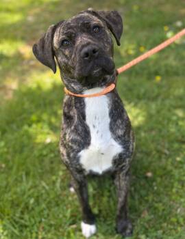 Pit Bull Terrier Dogs Available for Adoption in Reisterstown, Maryland - Kylie | PetCurious