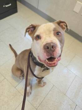 Dante -  American Staffordshire Terrier and Boxer Dog for Adoption in Trenton, New Jersey - Dante | PetCurious