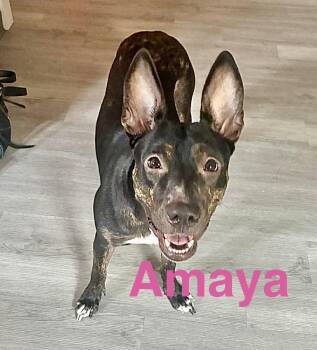 Australian Cattle Dog Blue Heeler Dogs Available for Adoption - Amaya | PetCurious