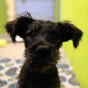 Terrier Dogs Available for Adoption in San Jacinto, California - Hairy Pawter | PetCurious