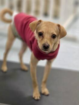 Chihuahua and Whippet Dogs Available for Adoption in Los Angeles, California - Lester Available At Charlie