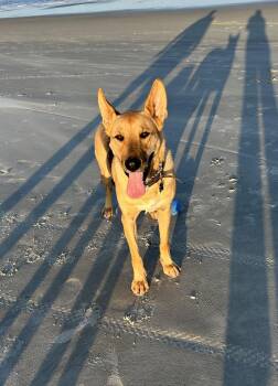 Dusty -  German Shepherd Dog Dog for Adoption in Rocky Point, North Carolina - Dusty | PetCurious