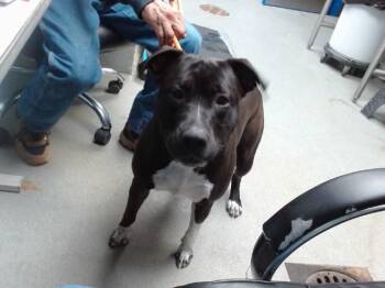 Labrador Retriever and Mixed Breed Dogs Available for Adoption - QUEENIE | PetCurious