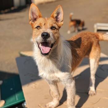 Ray -  Terrier Dog for Adoption in Portland, Oregon - Ray | PetCurious