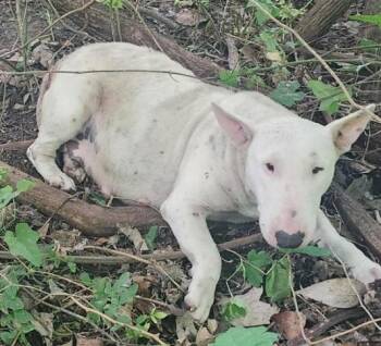 Bull Terrier Dogs Available for Adoption in San Antonio, Texas - SONYA | PetCurious