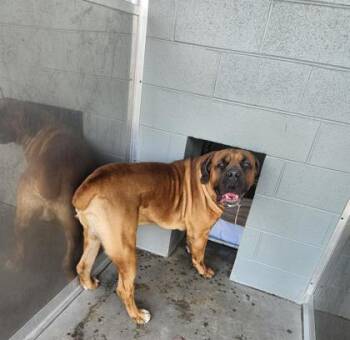 Rescue Mixed Breed Dogs for Adoption in West Chester, Pennsylvania - Santiago | PetCurious
