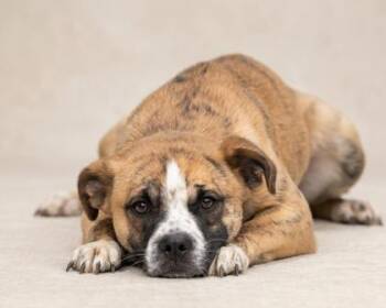 Mixed Breed Dogs Available for Adoption - Marley | PetCurious