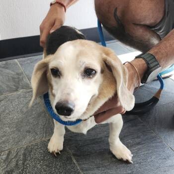 Sunny -  Beagle Dog for Adoption in Clearwater, Florida - Sunny | PetCurious