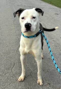 Rescue Pit Bull Terrier Dogs for Adoption in Collierville, Tennessee - Spud | PetCurious