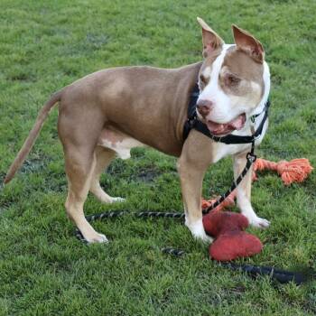 Rolo -  Pit Bull Terrier Dog for Adoption in Oakland, California - Rolo | PetCurious