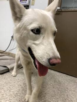 Siberian Husky Dogs Available for Adoption in Vancouver, Washington - Anna | PetCurious