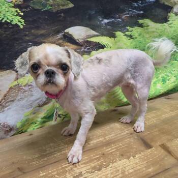 Harper -  Shih Tzu Dog for Adoption in Normal, Illinois - Harper | PetCurious