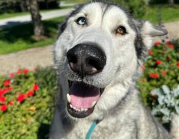 TOBBY -  Alaskan Malamute and Husky Dog for Adoption in Anchorage, Alaska - TOBBY | PetCurious