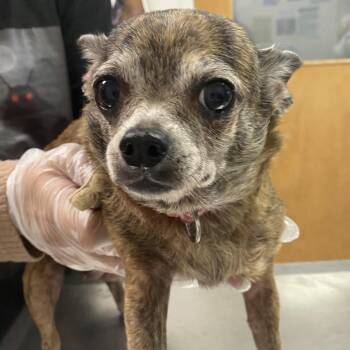Reeces -  Mixed Breed Dog for Adoption in Charleston, West Virginia - Reeces | PetCurious