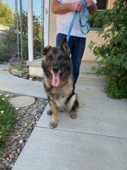 Rescue German Shepherd Dog Dogs for Adoption in City Of Industry, California - Audi | PetCurious