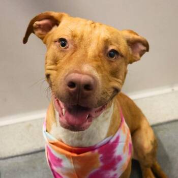 LUKE -  Labrador Retriever Dog for Adoption in San Antonio, Texas - LUKE | PetCurious