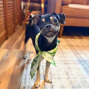 Millie Princess Gurl -  Chihuahua and Pug Dog for Adoption in Friendswood, Texas - Millie Princess Gurl | PetCurious