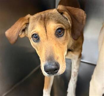 Hound Dogs Available for Adoption in Oklahoma City, Oklahoma - A474924 | PetCurious
