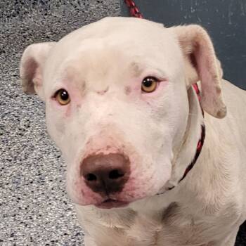 Rescue American Staffordshire Terrier Dogs for Adoption in Greenville, South Carolina - Fig | PetCurious