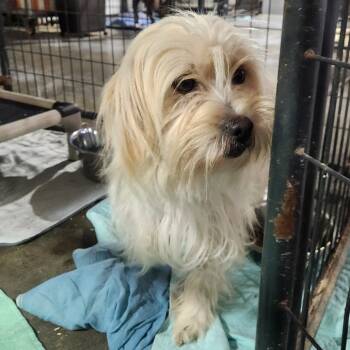 Rescue Mixed Breed Dogs for Adoption in Wappingers Falls, New York - Xena | PetCurious