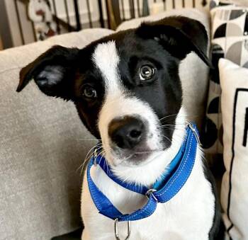 Border Collie and Pit Bull Terrier Dogs Available for Adoption - Fredrick (AO35916) | PetCurious