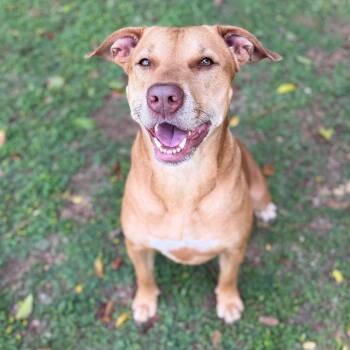Labrador Retriever Dogs Available for Adoption - Pumpkin | PetCurious