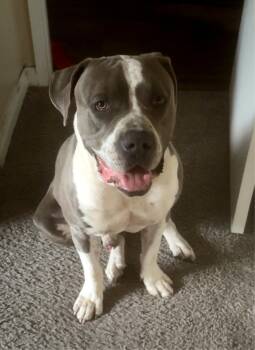 Dean -  Pit Bull Terrier and Cane Corso Dog for Adoption in Palm Desert, California - Dean | PetCurious