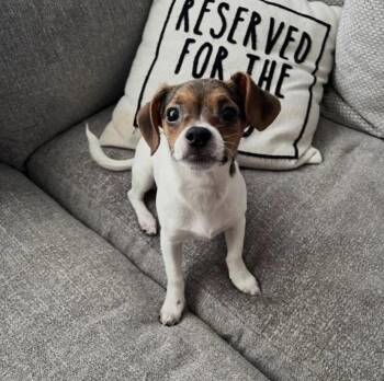 Jack Russell Terrier Dogs Available for Adoption - Jingle | PetCurious